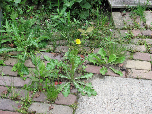 10 en 11 april onkruidactie in de wijk