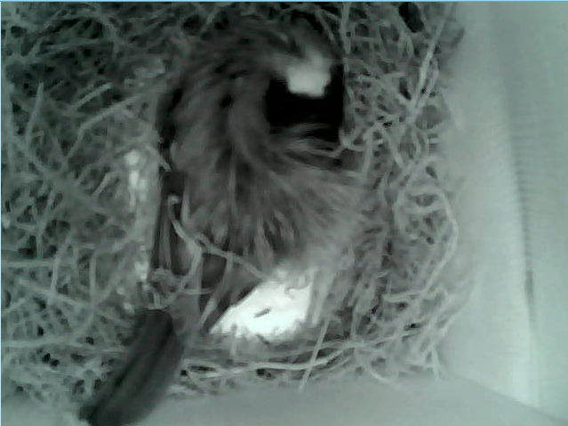 Volg broedende vogel via webcam