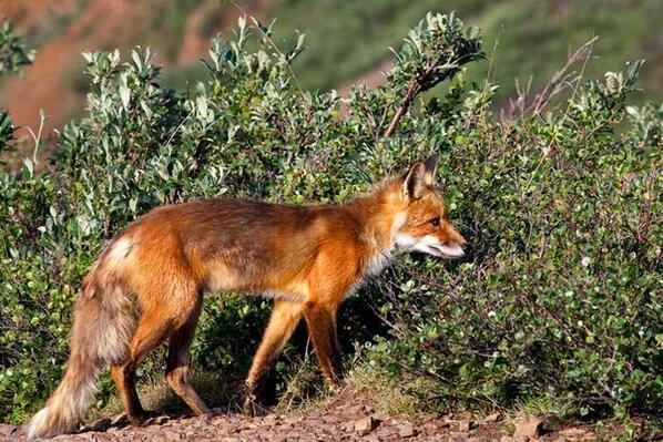 Stadsvos weer in de buurt actief