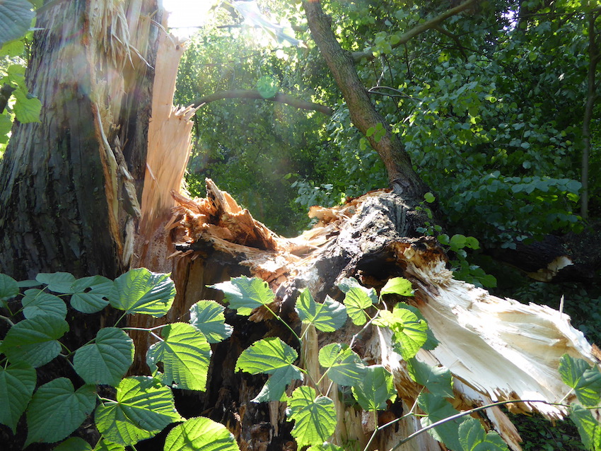 Zomerstorm laat sporen na