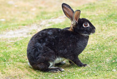 Zwart konijn gevonden